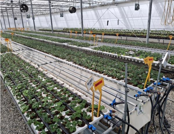 충남도 딸기 수확량 모주 관리가 결정 기사 이미지